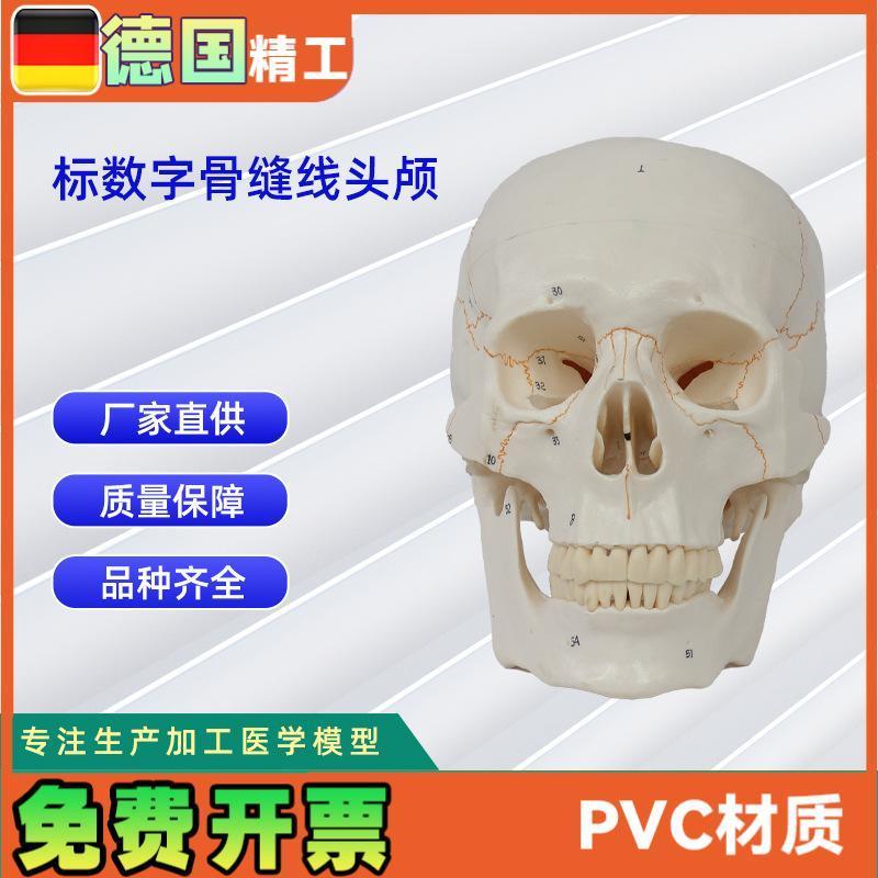 标数字骨缝d线头颅20*14.5*17.5CM医学人体头骨模型