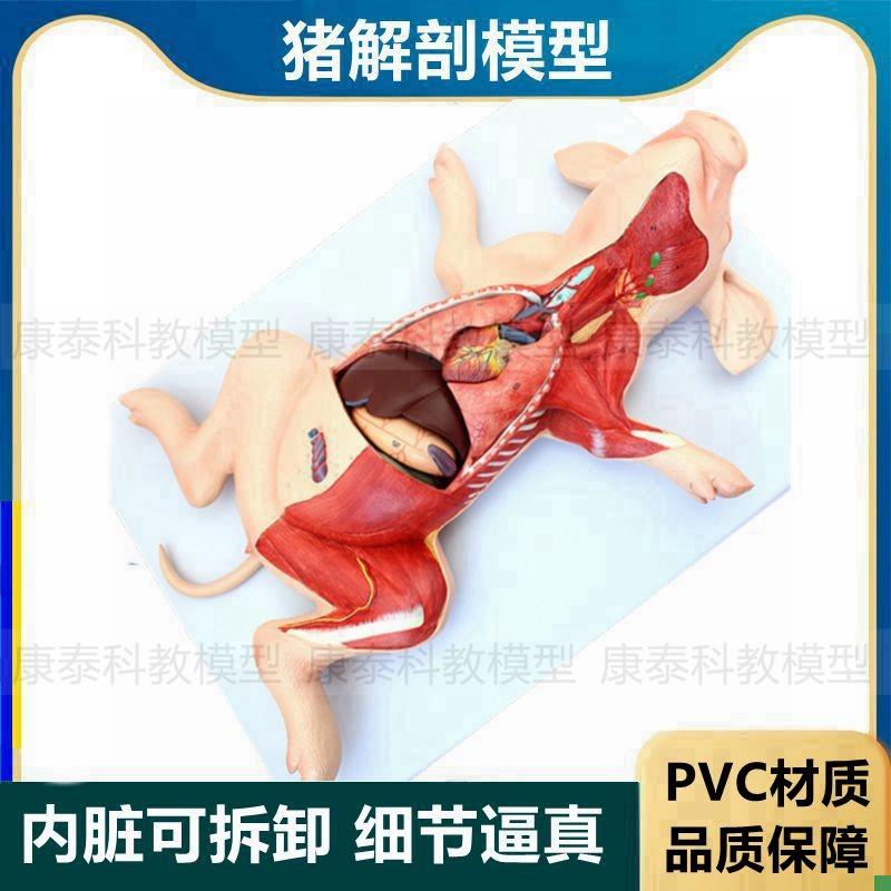 猪解剖模型内脏可拆卸动物肺心脏胃肠肝脏兽N医畜牧院校实验教学