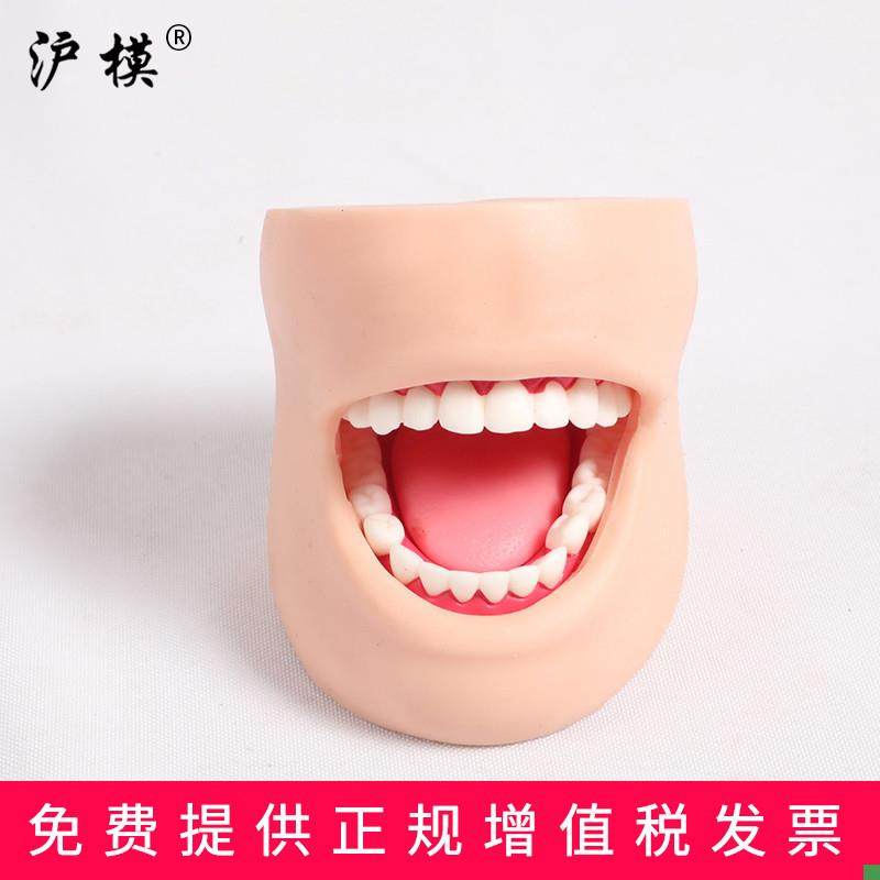 沪模HM/K4牙护理带脸颊模型x正常大小牙护理保健口腔护理清洁牙齿