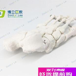 脚骨模型人体脚关节模型足u部脚部骨骼构造踝关节结构腓骨趾骨教