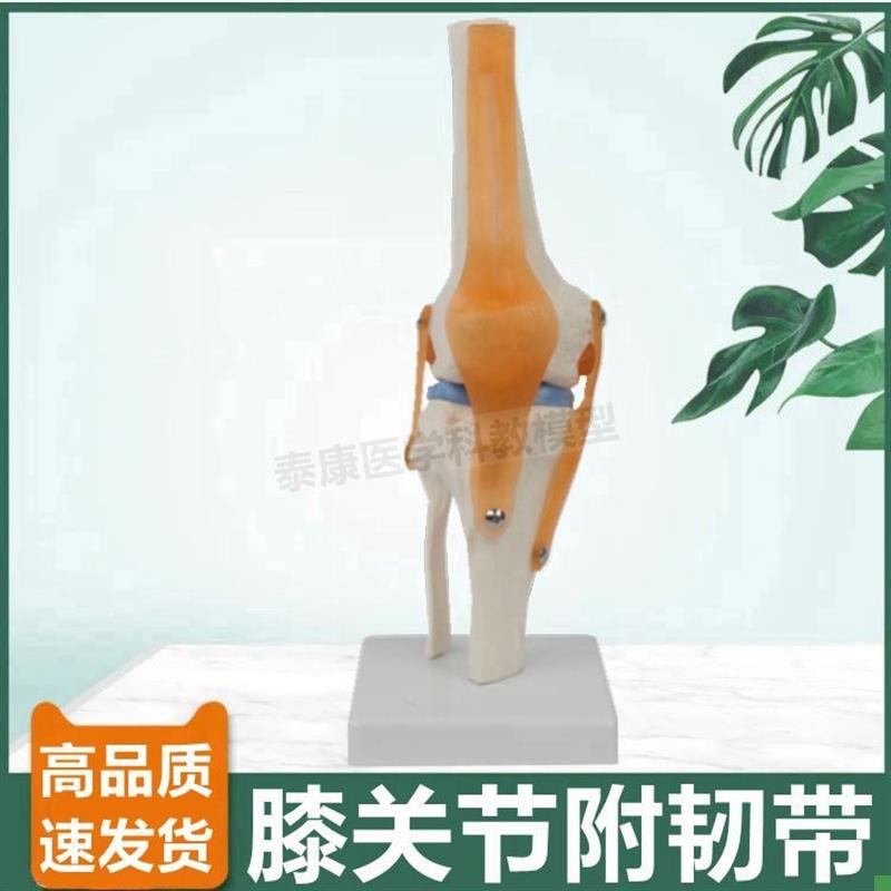 可弯曲膝关节模型伸曲活动半月板韧D带膝盖功能练习下肢腿骨脚踝