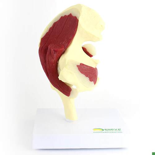 ENOVO颐诺人体髋关节附肌肉模型K关节肌肉运动解剖髋肌
