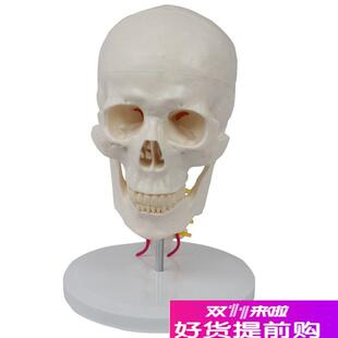 康泰解剖模型成人1比1头s骨带颈椎神经血管上颌骨下巴口腔牙医教