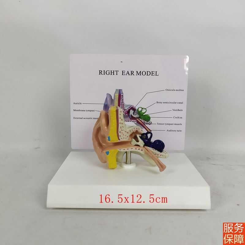 耳朵解剖模型耳蜗鼓膜听小骨外耳道咽鼓管耳科耳鼻喉科教具