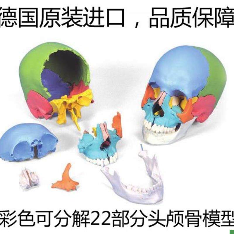 彩色可分解头颅骨德国3B进口插件颅模型可拆分2R2部分医用头骨模