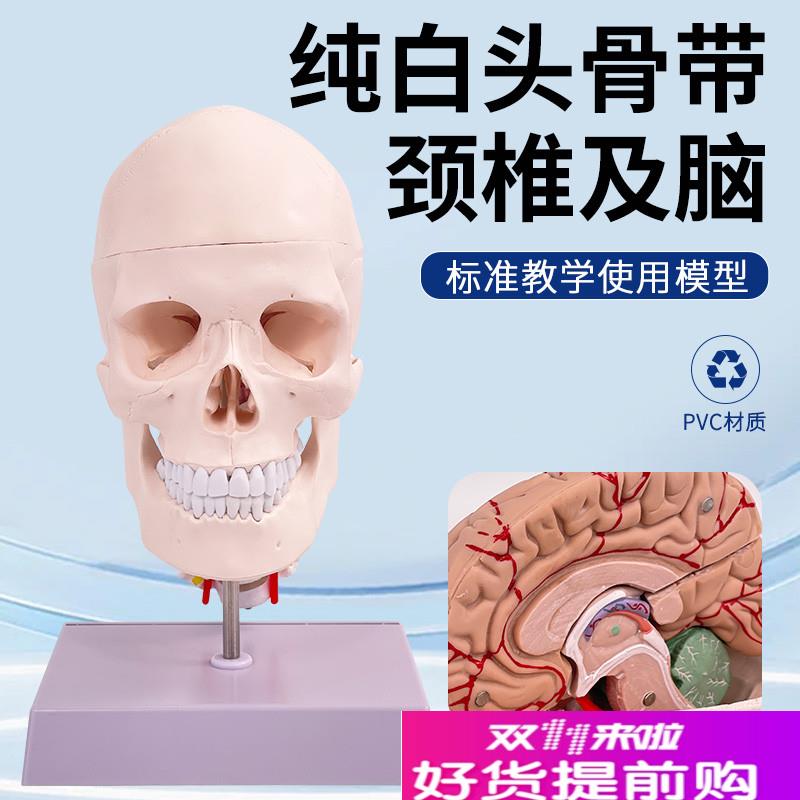 1:1自然c大头颅骨附8部件脑及颈椎模型医学仿真骷髅头骨解剖标本