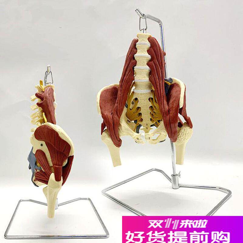 腰椎带肌肉模型盆底肌坐t骨神经骶骨韧带股骨头病变骨盆产后修复