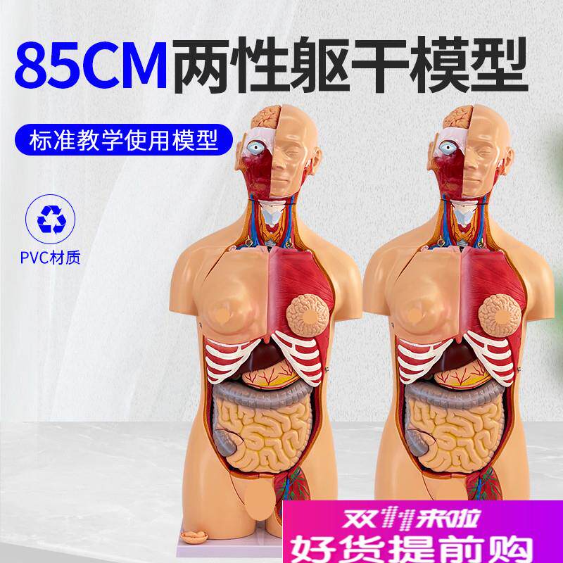 85CM两性躯干解剖模r型可拆分为40件医学用人体解剖躯干模型