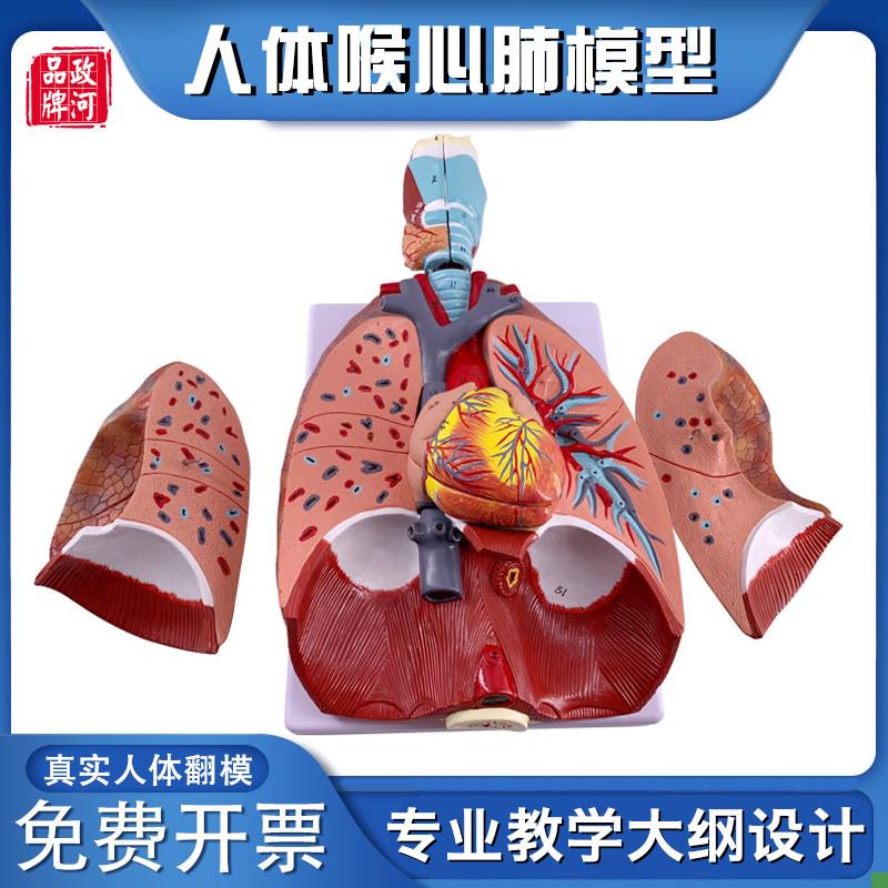 政河人体喉心肺内脏器官结构解剖模型心脏气O管喉咙医院科学校教