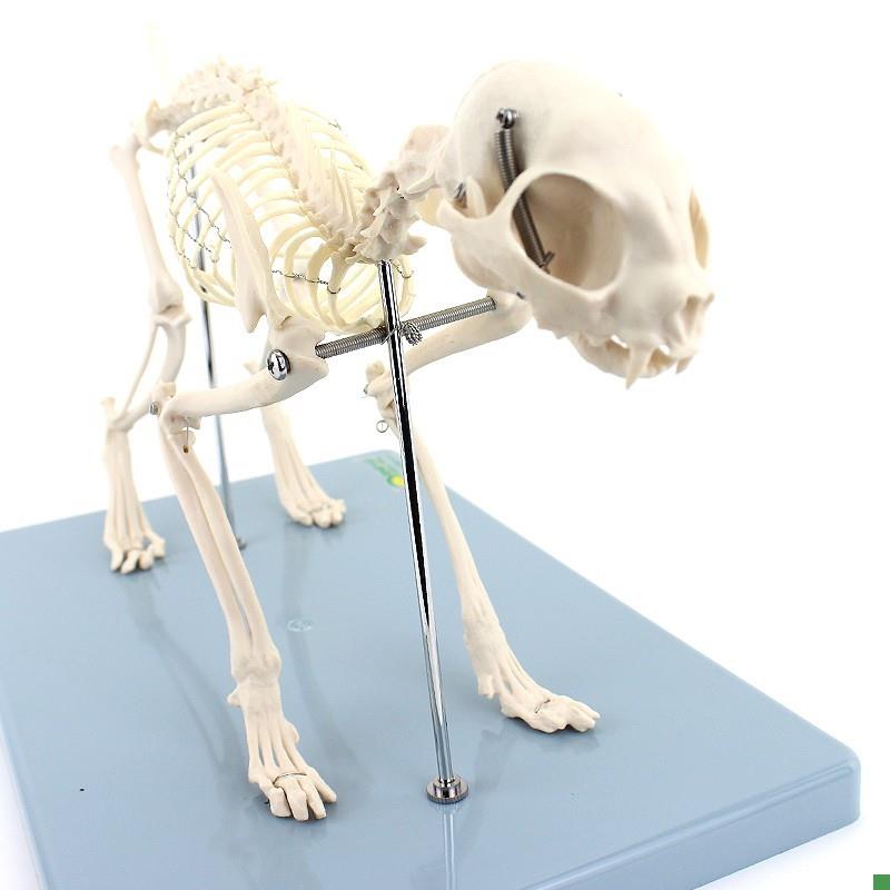 ENOVO颐诺猫全身骨骼解剖w结构猫骨头脊柱关节骨盆标本宠物高职畜