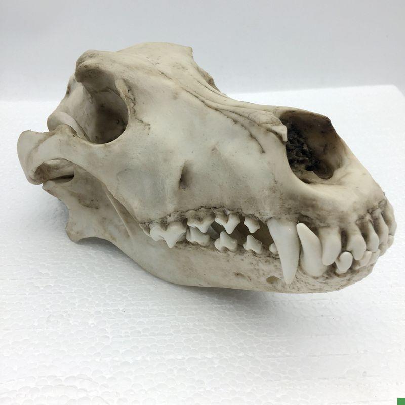 康泰模型狼头骨仿真标本艺术品收C藏动物医院兽医药狗骨髅牙齿口