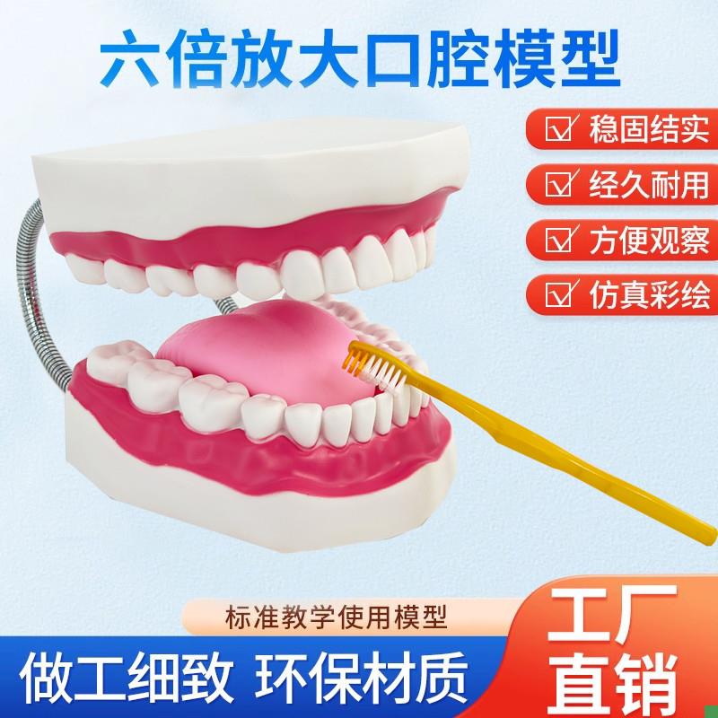 牙护理保健模型大号牙齿清洁教学模具6倍放大T口腔护理牙模型