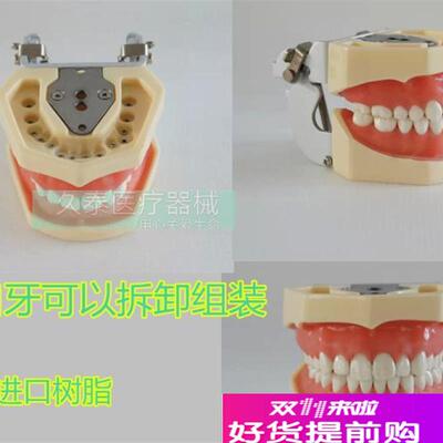 包邮标准牙颌h模型口腔科备全口牙齿可替换日进牙颌配FE咬合架