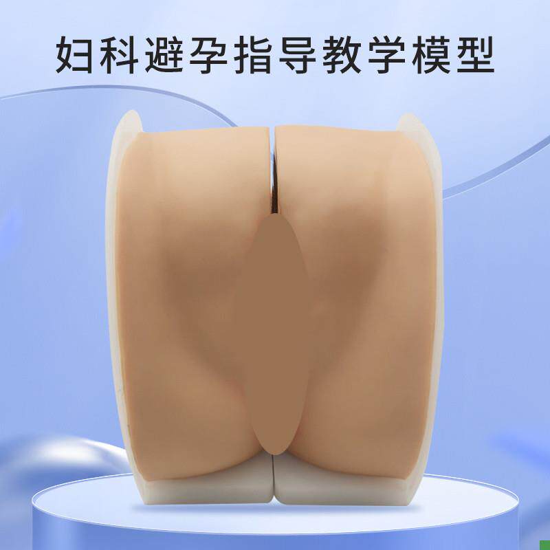 女性生殖器模型宫颈子宫阴道卵巢妇科检查生殖私密教学Y1比1软硅
