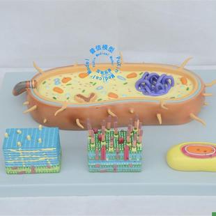 普信细菌模型细胞核模型染色体模型生M物教学模型鞭毛模型