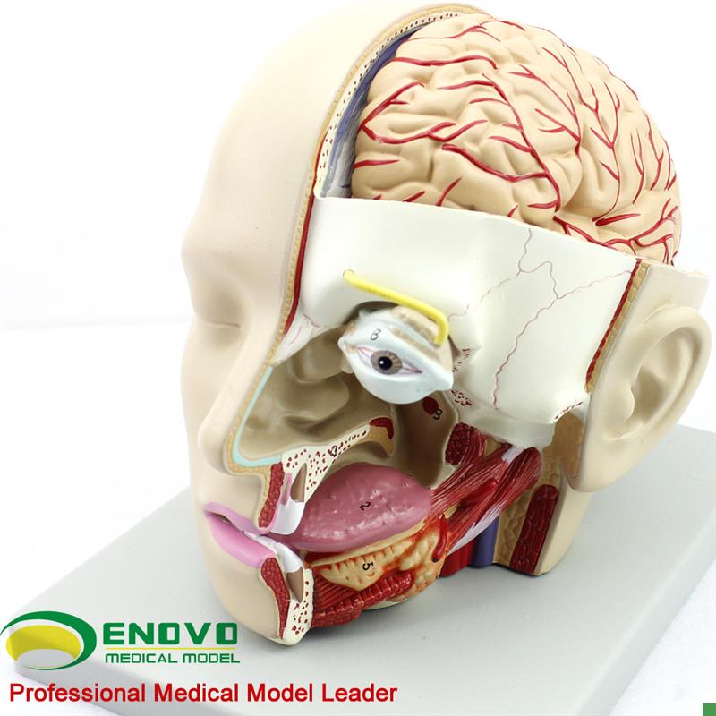 颐诺正品人体医用颅脑矢状窦解剖大脑解K剖模型口腔耳鼻咽喉模型