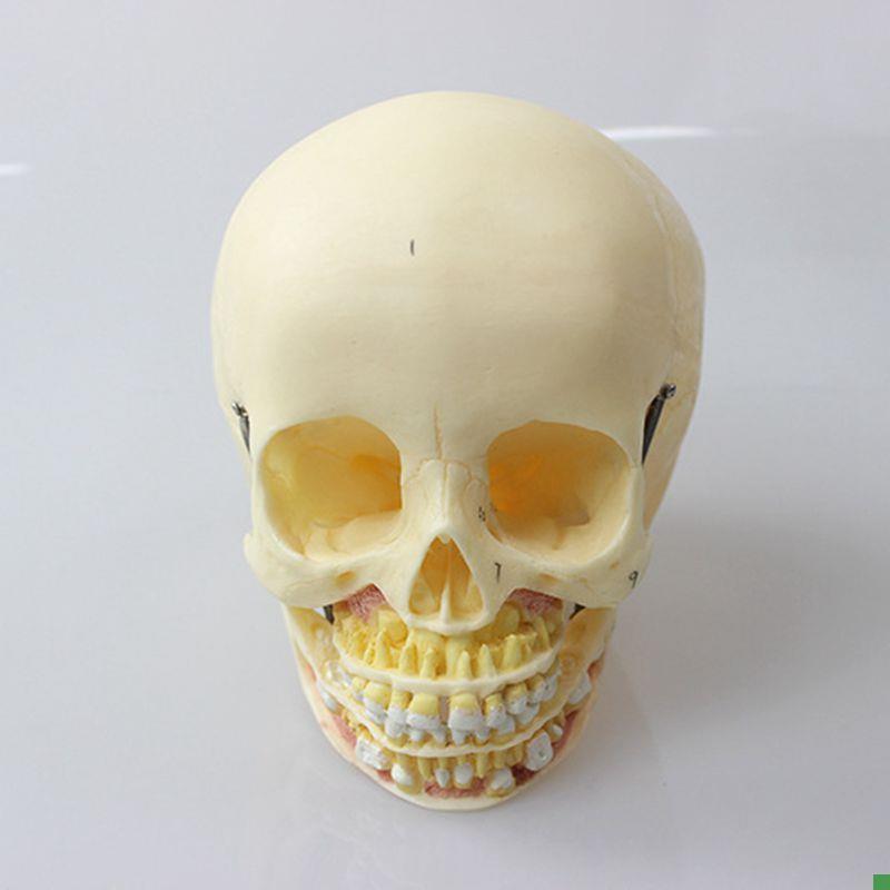 康泰医用模型儿童颅骨下f颌牙齿口腔新生儿骨髅婴儿囟门骨缝助产
