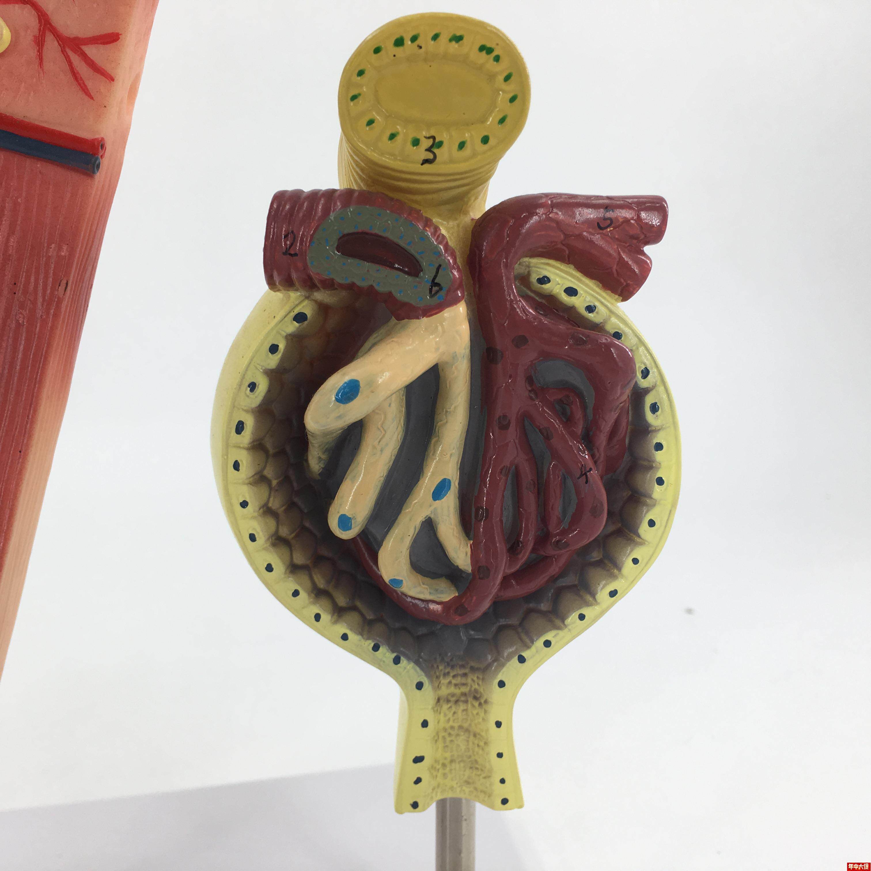 肾小球模型肾脏模型毛细血管肾解剖模型教学教具医学特惠