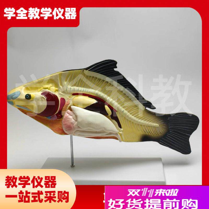 鱼解剖模型e可拆卸内脏初高中生物教学演示教具生物动物模型科学