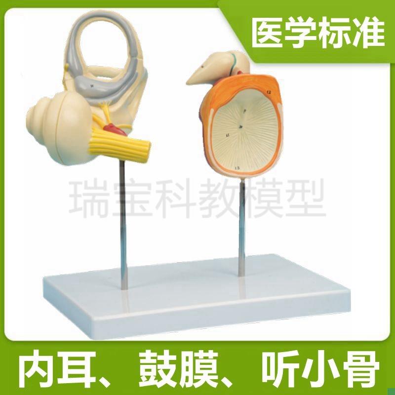 人体耳朵模型内耳迷路可拆卸y鼓膜听小骨听觉器官临床医用教学标