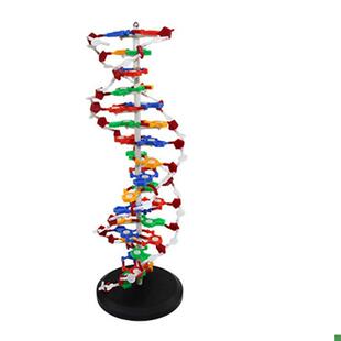dna模型高中生物课仪器蛋白质二级结构J人体细胞医学染色体中学实