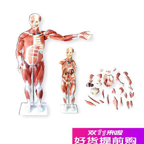 人体全身肌肉解剖模型80CM(27件可拆卸医M用人体肌肉解剖教学模型