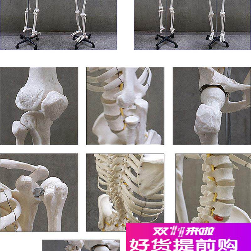 头骨模型颈椎模型170cm人体y大骨骼模型骷髅骨架标本脊椎模型包邮