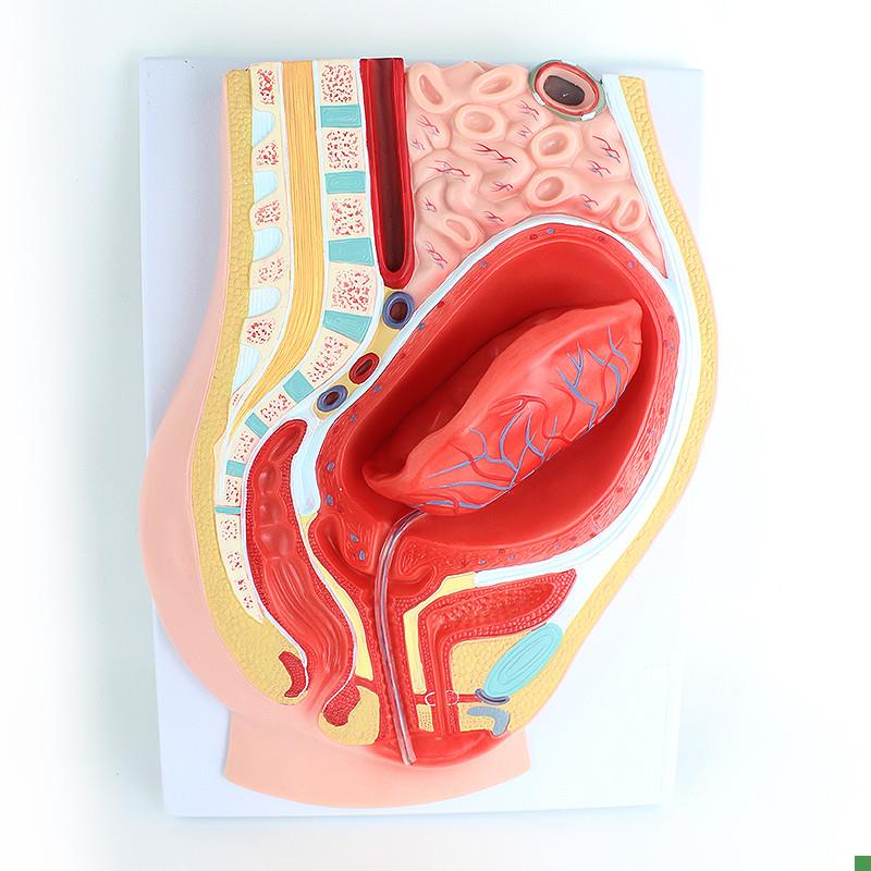 ENOVO颐诺胎盘剥离模型模型组织胚胎胎儿妇I产科教学placenta培训