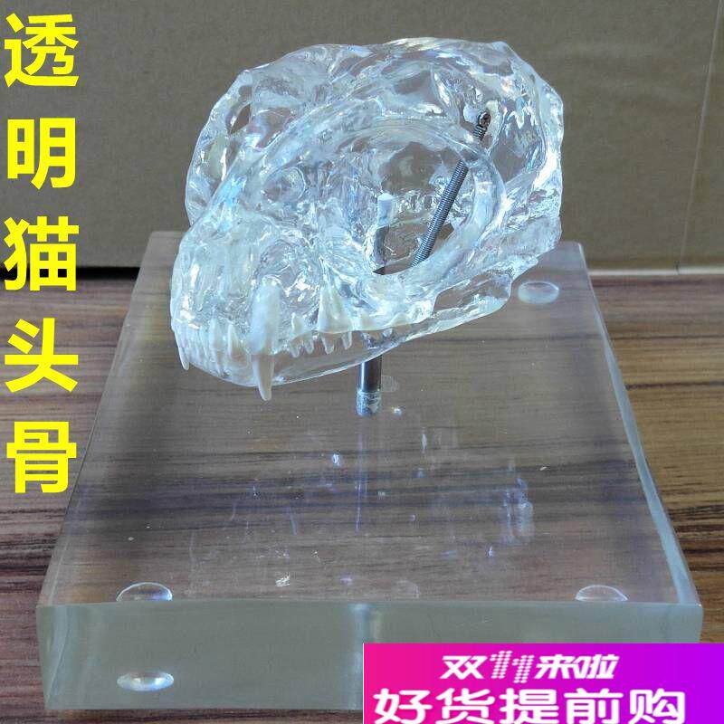 猫头骨模型真f实倒模透明型仿真猫牙齿宠物犬牙狗骨骼兔子头骨牙
