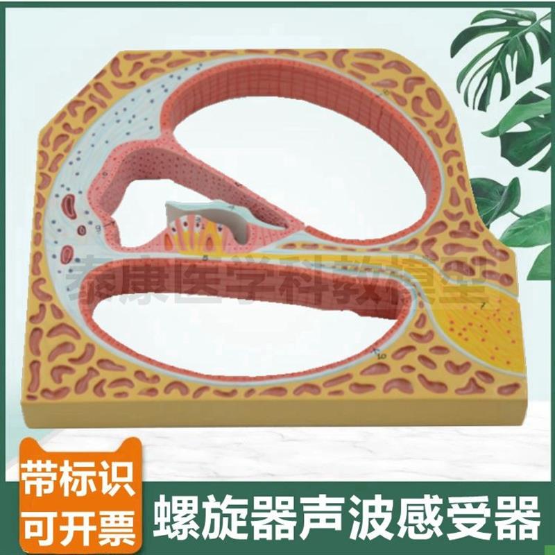 内耳螺旋器声波感受器柯蒂氏器声音传导原L理耳蜗半规管鼓膜听小