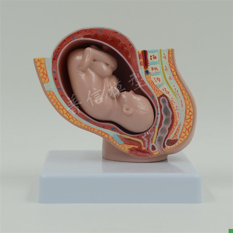 普信盆腔模型助产示教模型胚胎发育J模型柜台展示计生用品