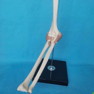 成人肘关节功h能模型骨骼骨架人体医用教学讲解桡骨尺骨肱骨