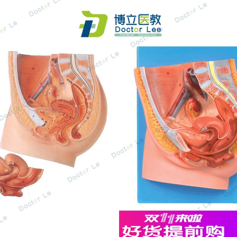 女性盆腔正中矢状切面模型女性矢状解剖模P型女性生殖器解剖