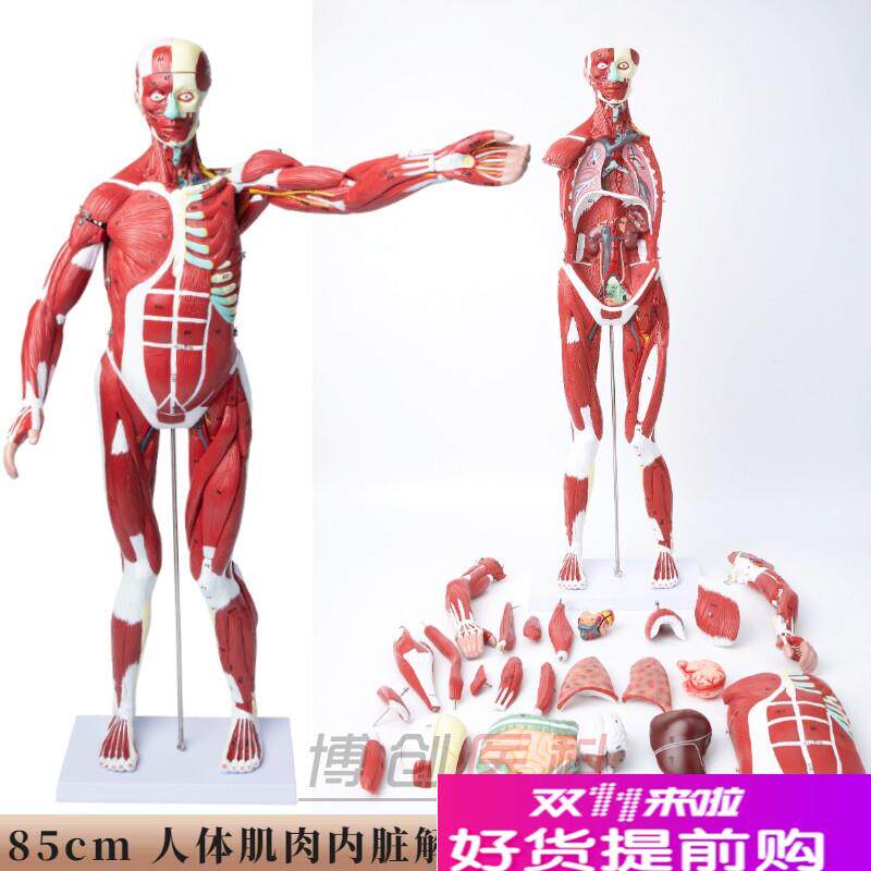 人体肌肉模型f可拆卸人模型全身肌肉解剖骨骼艺用肌肉起止点医用