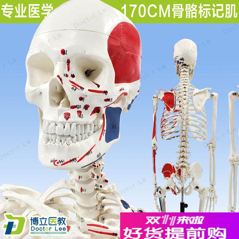 170CM人体骨骼彩色骨架附肌肉起E止点着色模型正骨健身房瑜伽教学