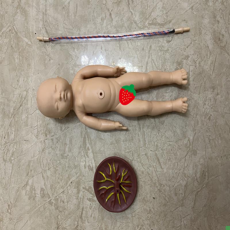 高级新生儿q脐带胎盘护理模型