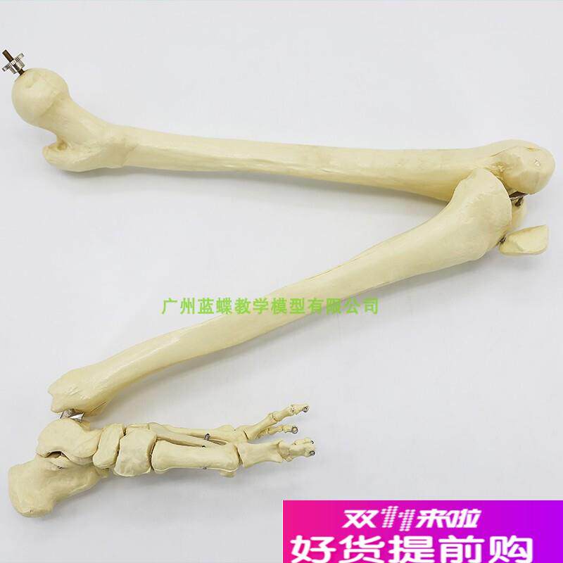仿真人体下肢骨骨骼模型脚v关节膝关节尺骨桡骨大腿骨手臂骨头