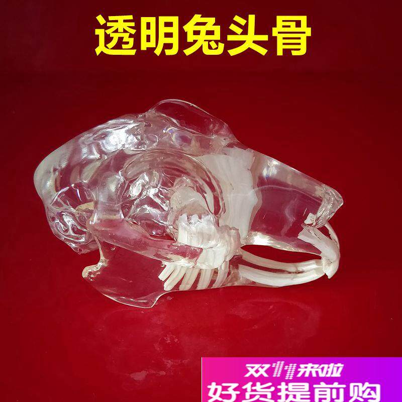 兔牙齿模型透明头l骨倒模仿真动物猫牙犬牙骨宠物医生兽医口腔饰