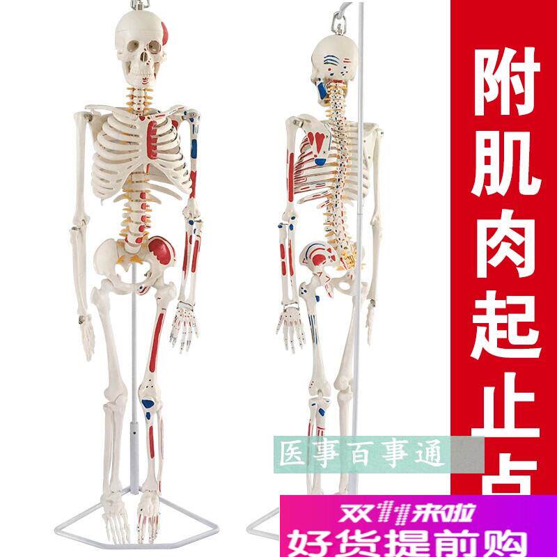 人体骨骼模型85CM人骨架模型关节模型人骨标本腰Z椎模型教具