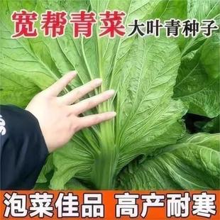高产大叶宽帮青菜种子早熟酸菜腌菜种子四川宽帮速生秋播蔬菜种子