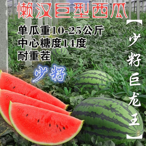 耐旱特大早熟抗重茬高糖蔬菜种子