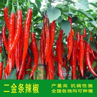 香辣二荆条辣椒种籽贵州四川青红辣椒孑四季农家干辣椒辣酱种子