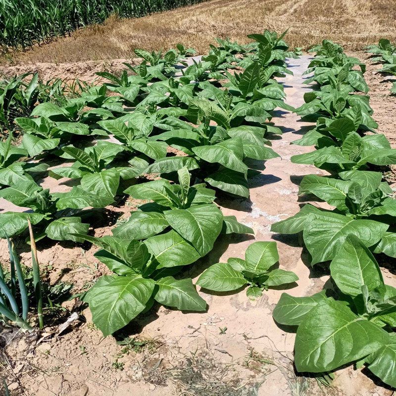 春播阳台庭院大田种子 亚布力花种子驱虫蚊种籽花草种亚布力种籽