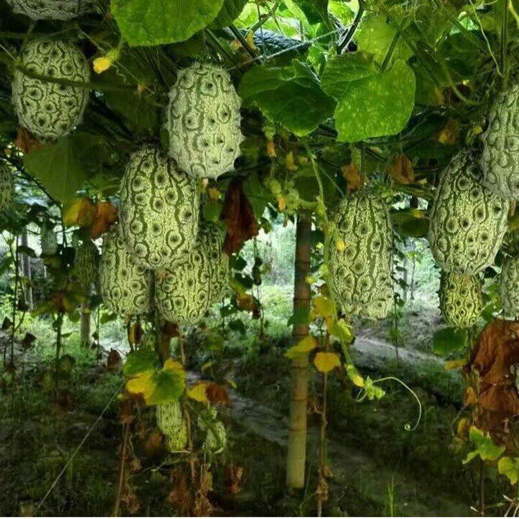 非洲火参果籽火圣果海参果火神果非洲蜜瓜刺角瓜种孑水果蔬菜种子