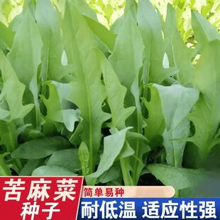 正宗苦麻菜种子宽叶苦麦菜种蔬菜种孑四季播苦菜野生新鲜曲曲菜