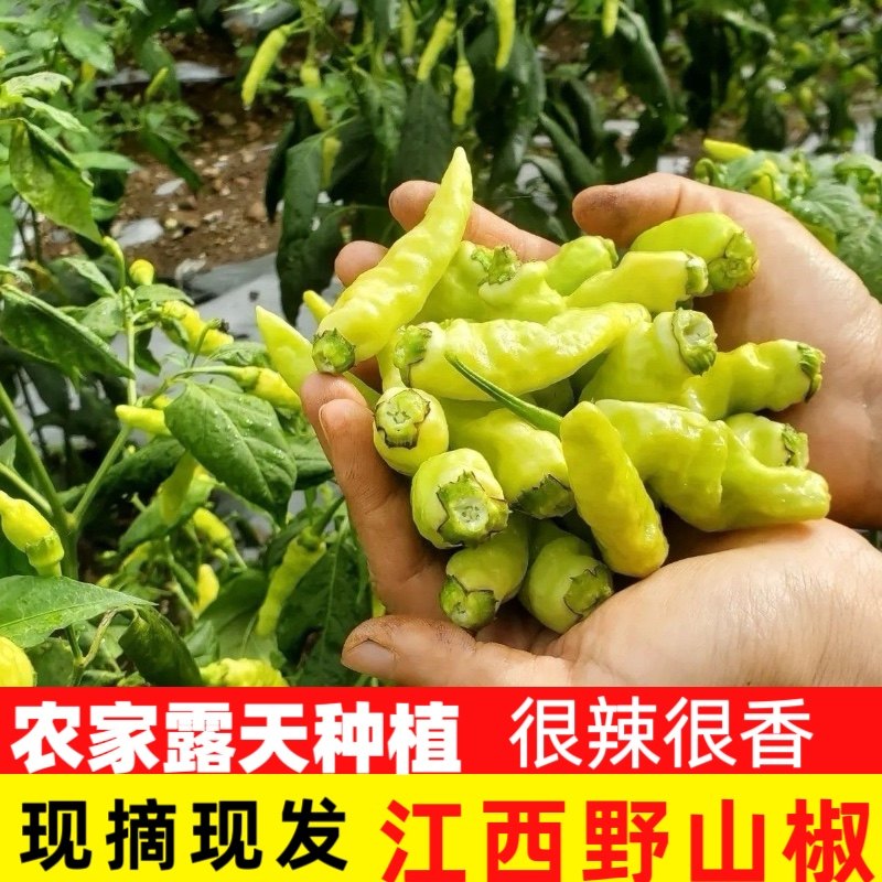 江西朝天椒新鲜小米辣特辣小米椒赣州野山椒赣南小皱皮秋指天椒王