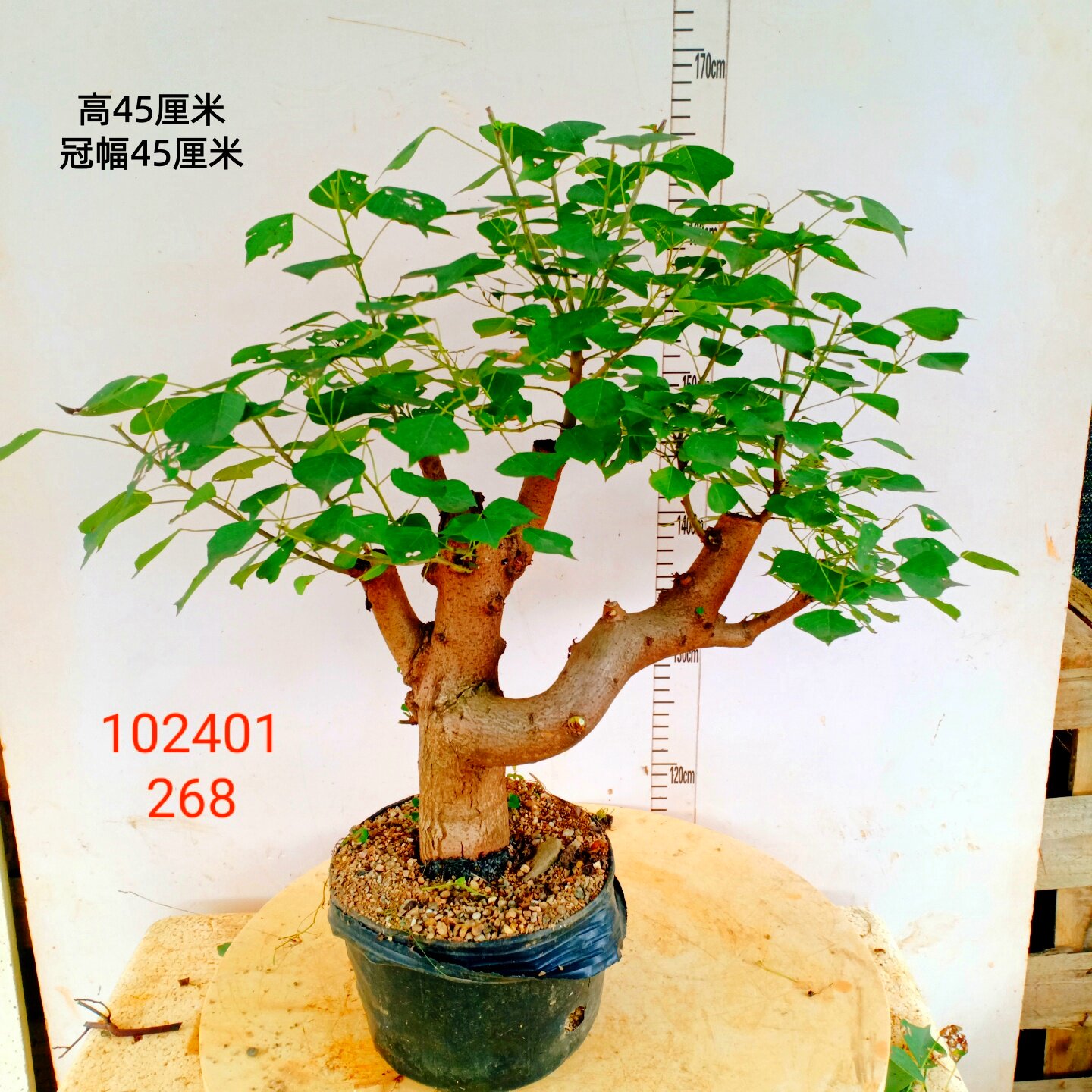 乌桕树苗老桩一物一拍盆景庭院耐寒栽绿植原生矮霸造型中草药花卉