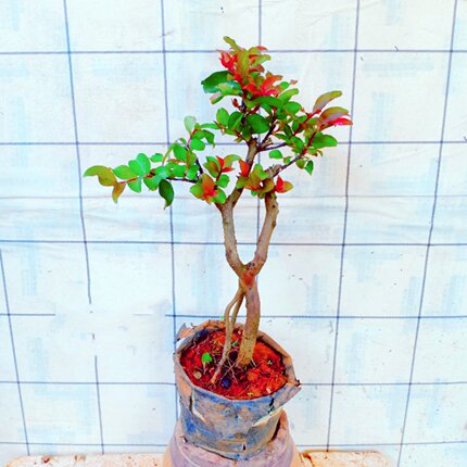 百利红花紫薇老桩绿植室内景一物一拍提根小叶造型盆栽树苗百日红