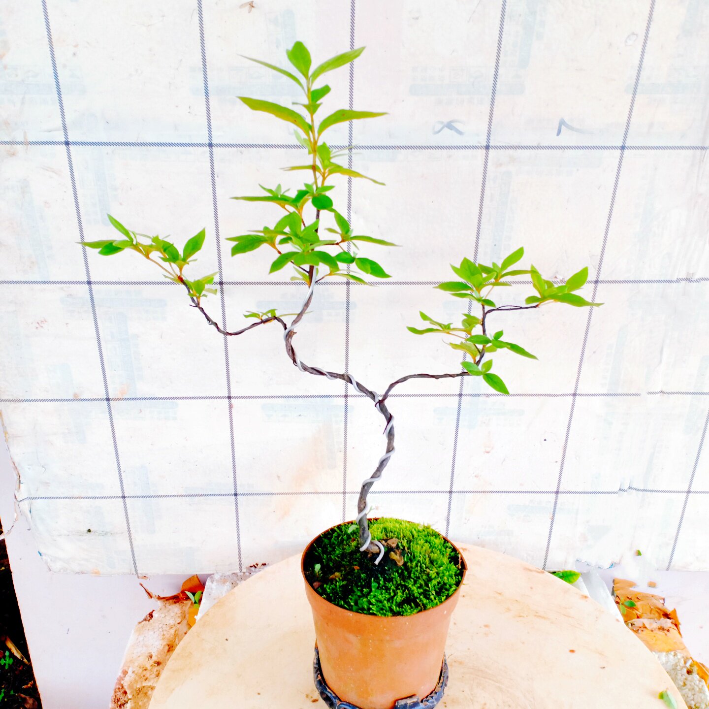 老桩杜鹃花造型小树阳台盆景一物一拍栽植提根矮霸精品全冠映山红