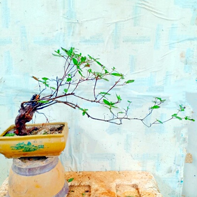 新型盆景树映山红一年四季杜鹃花